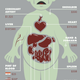 Image for article titled Here's How Much Body Parts Cost on the Black Market